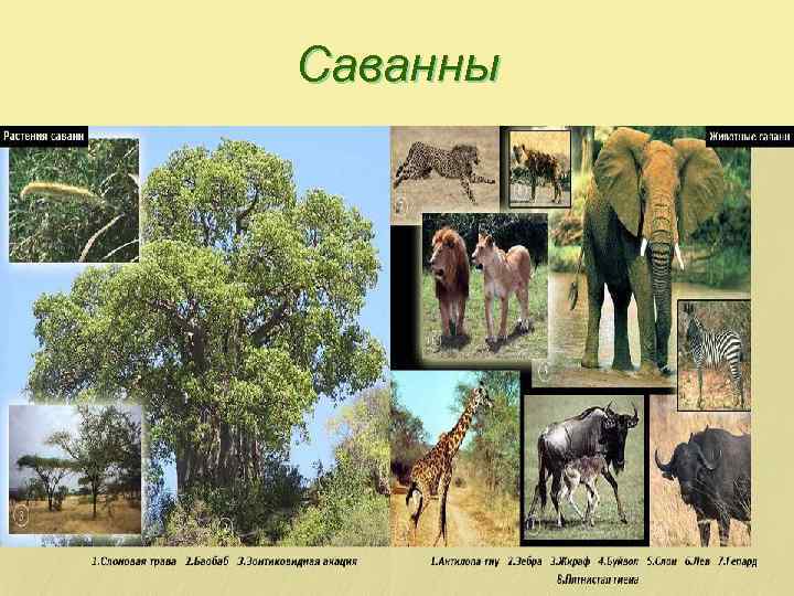 Саванны 
