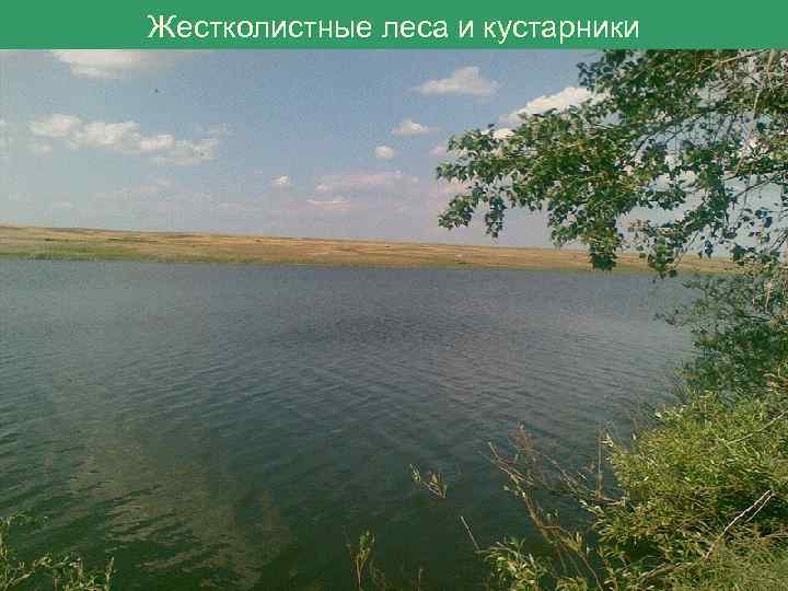 Жестколистные леса и кустарники 