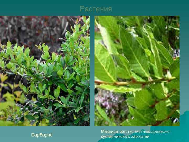       Растения     Маквиса- жестколистных