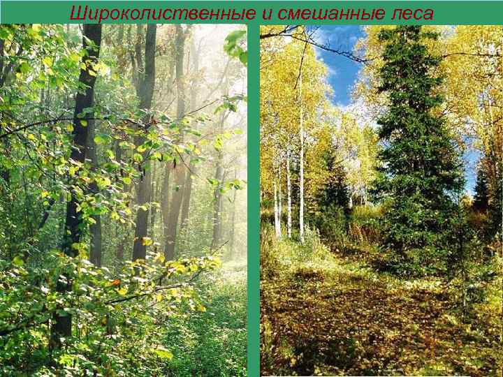 Широколиственные и смешанные леса 