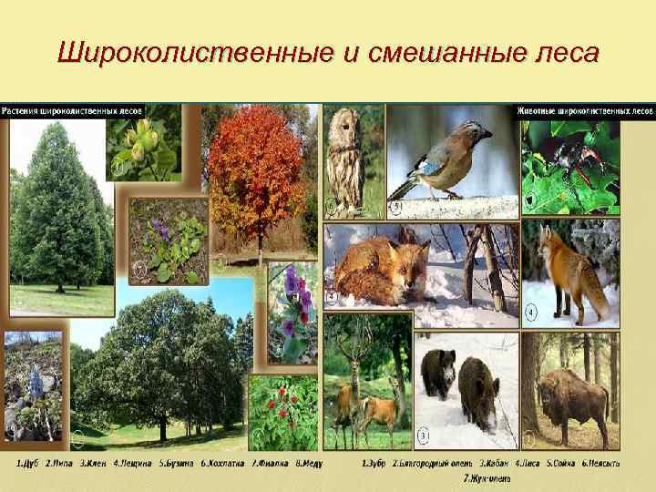 Широколиственные и смешанные леса 