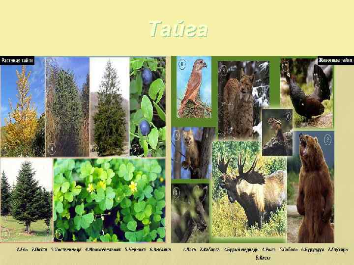 Тайга 