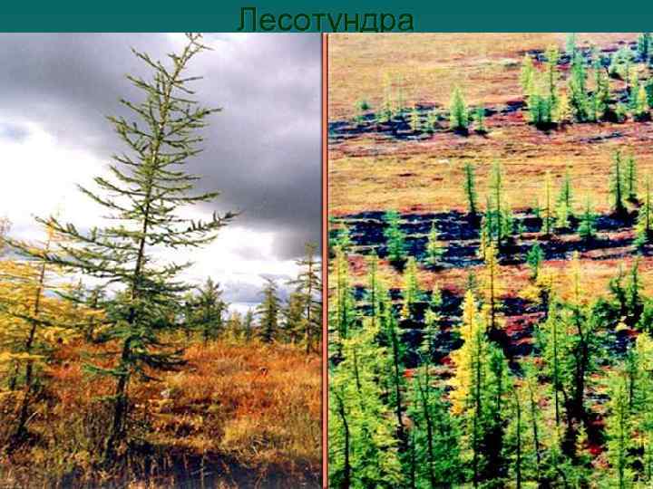 Лесотундра 