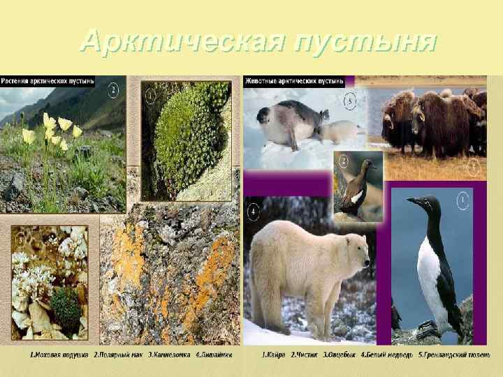Арктическая пустыня 