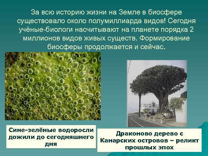  За всю историю жизни на Земле в биосфере  существовало около полумиллиарда видов!