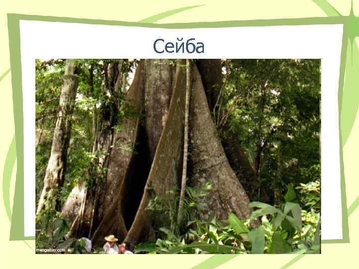 Сейба Сейба
