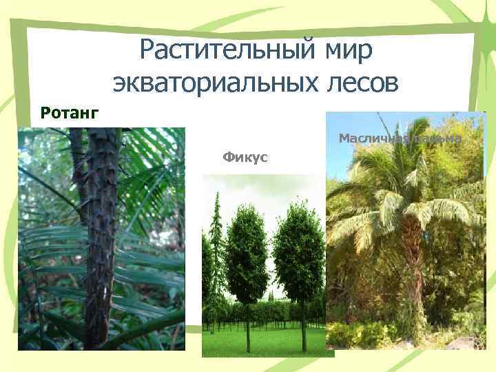 Растительный мир экваториальных лесов Ротанг Масличная пальма Растительный мир экваториальных лесов Ротанг Масличная пальма