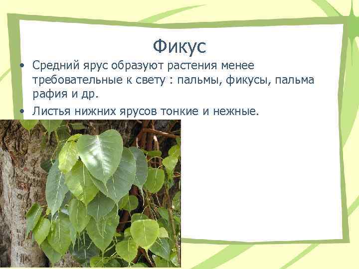 Фикус • Средний ярус образуют растения менее требовательные Фикус • Средний ярус образуют растения менее требовательные