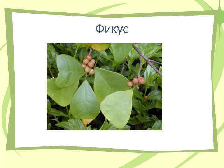 Фикус Фикус