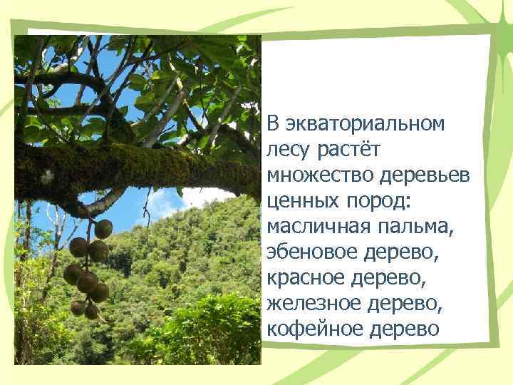 В экваториальном лесу растёт множество деревьев ценных пород: масличная пальма, эбеновое дерево, В экваториальном лесу растёт множество деревьев ценных пород: масличная пальма, эбеновое дерево,