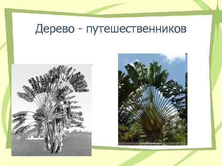Дерево - путешественников Дерево - путешественников