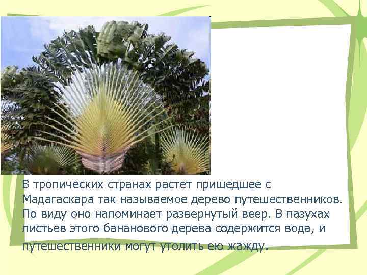 В тропических странах растет пришедшее с Мадагаскара так называемое дерево путешественников. По виду В тропических странах растет пришедшее с Мадагаскара так называемое дерево путешественников. По виду