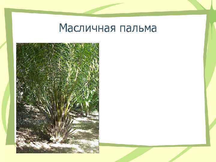 Масличная пальма Масличная пальма