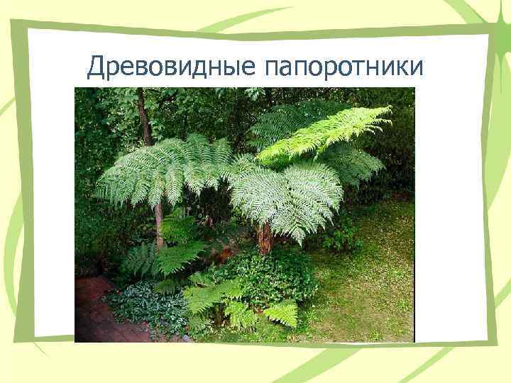 Древовидные папоротники Древовидные папоротники
