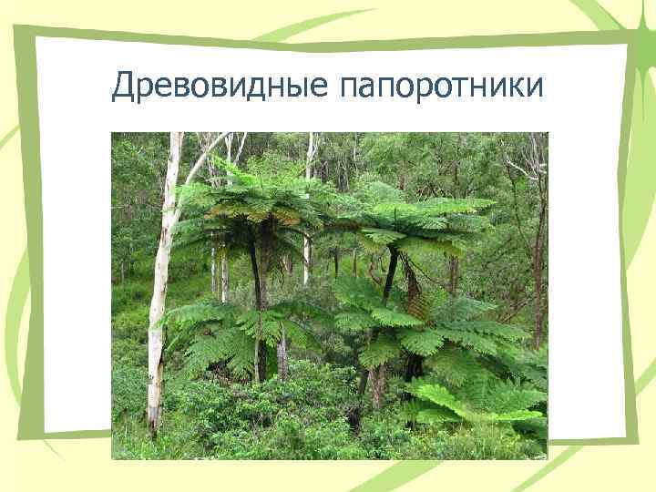 Древовидные папоротники Древовидные папоротники