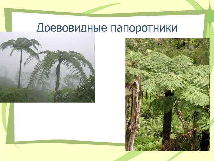 Древовидные папоротники Древовидные папоротники