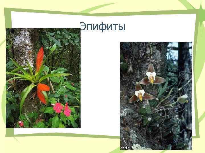 Эпифиты Эпифиты