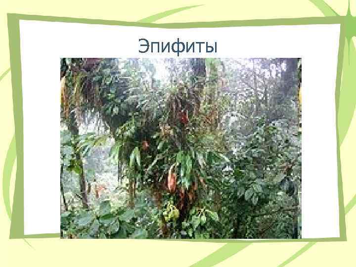 Эпифиты Эпифиты
