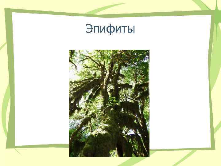 Эпифиты Эпифиты