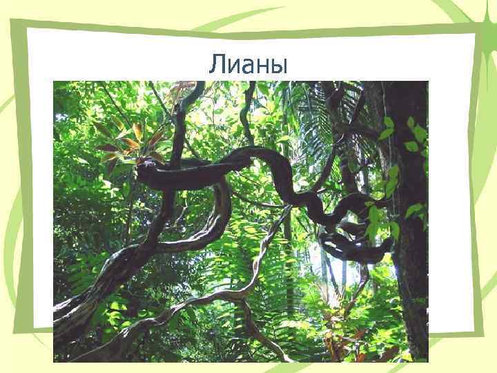 Лианы Лианы