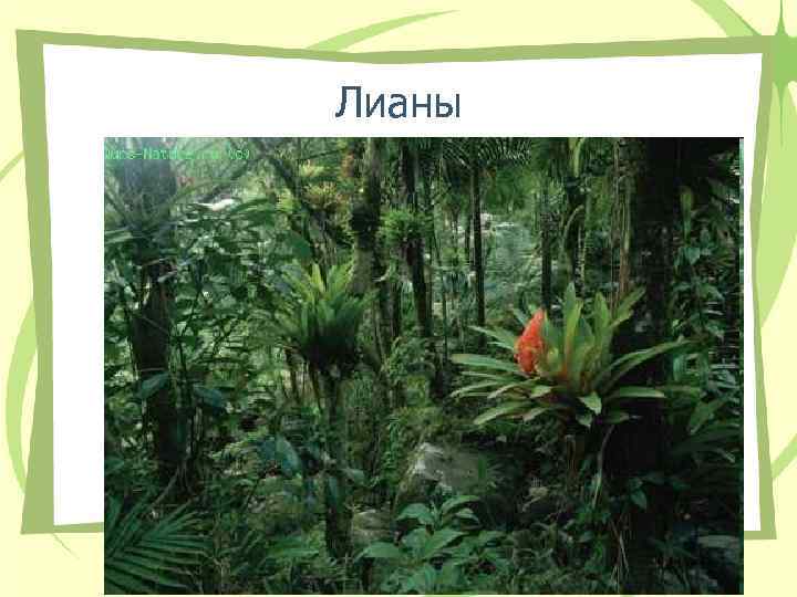 Лианы Лианы