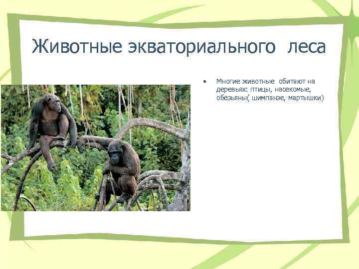 Животные экваториального леса • Многие животные обитают на Животные экваториального леса • Многие животные обитают на