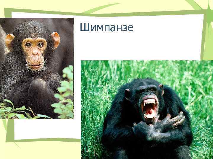 Шимпанзе Шимпанзе