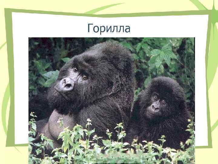 Горилла Горилла