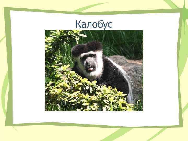 Калобус Калобус