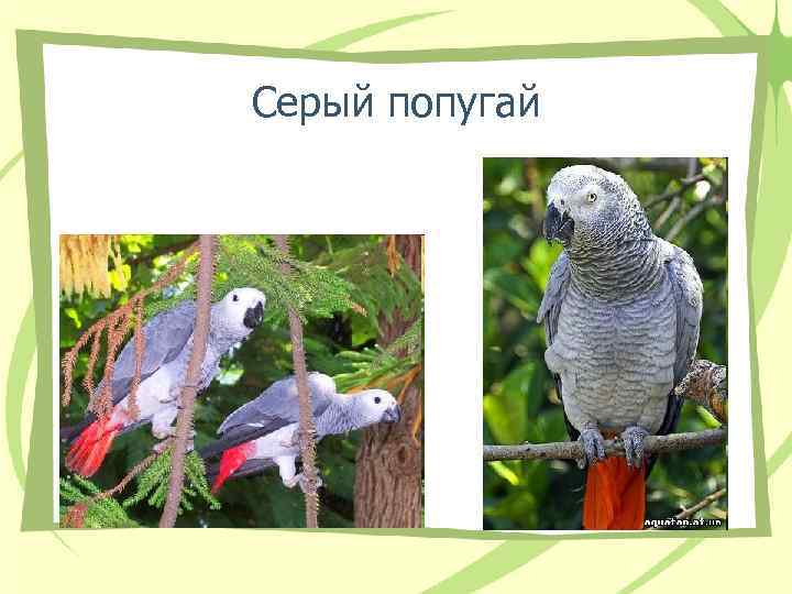 Серый попугай Серый попугай