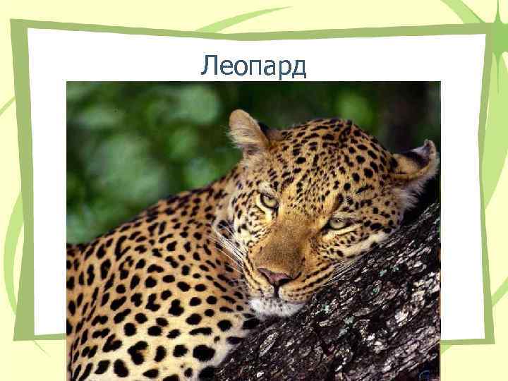 Леопард Леопард