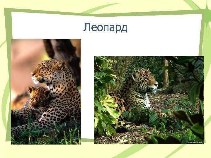 Леопард Леопард