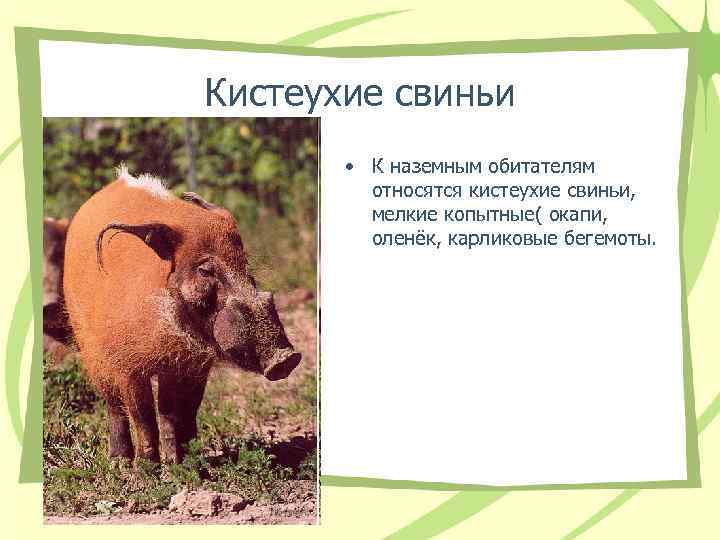 Кистеухие свиньи • К наземным обитателям относятся кистеухие свиньи, мелкие Кистеухие свиньи • К наземным обитателям относятся кистеухие свиньи, мелкие