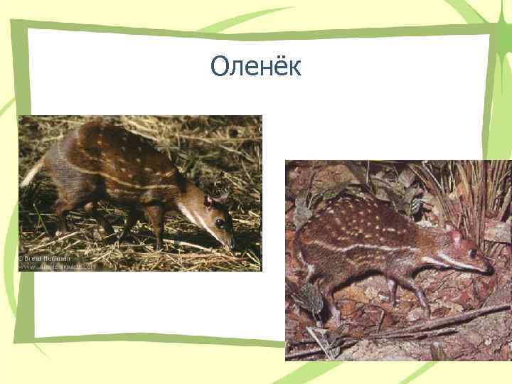 Оленёк • Оленёк •