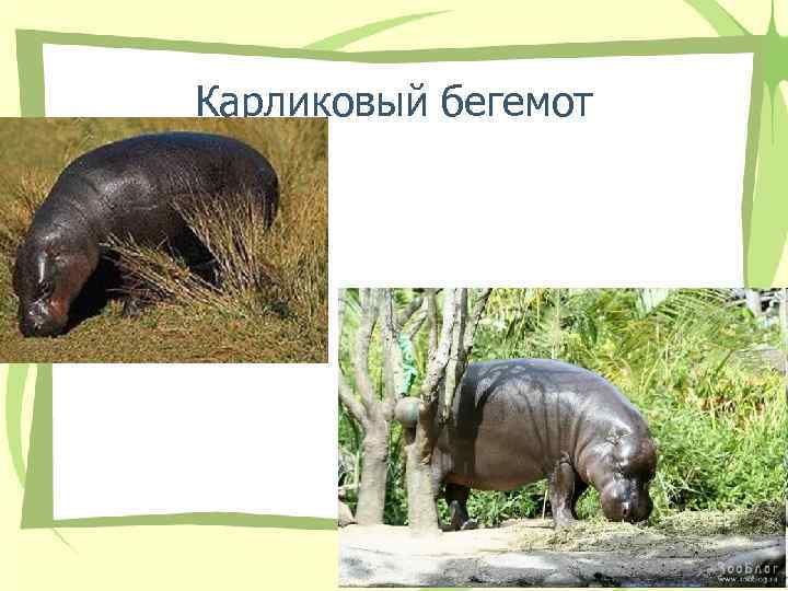 Карликовый бегемот Карликовый бегемот