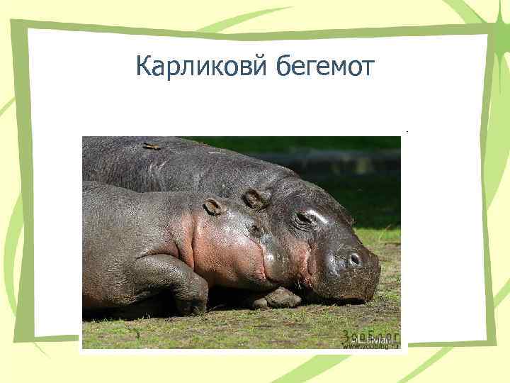 Карликовй бегемот Карликовй бегемот