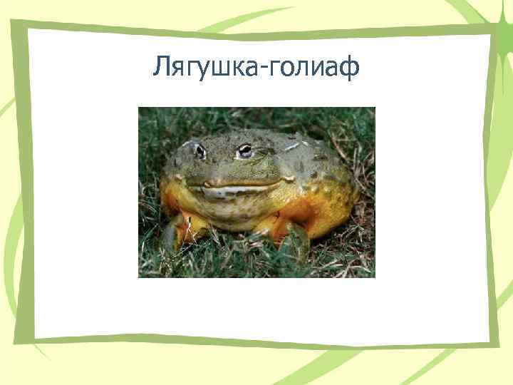 Лягушка-голиаф Лягушка-голиаф