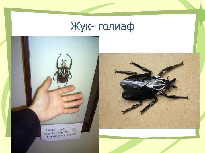 Жук- голиаф Жук- голиаф