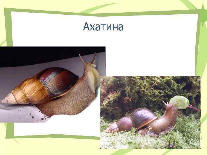 Ахатина Ахатина