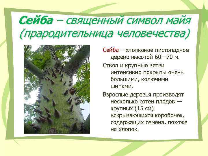 Сейба – священный символ майя (прародительница человечества) Сейба – хлопковое листопадное Сейба – священный символ майя (прародительница человечества) Сейба – хлопковое листопадное