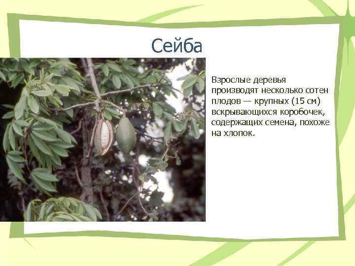 Сейба Взрослые деревья производят несколько сотен плодов — Сейба Взрослые деревья производят несколько сотен плодов —