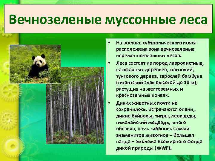 Переменно влажные леса температура. Природные зоны Евразии муссонные леса. Переменно влажные муссонные леса. Животный и растительный мир муссонных лесов. Растения в переменно влажных муссонных лесах.