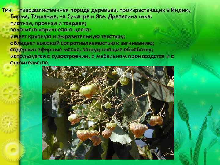 Тик — твердолиственная порода деревьев, произрастающих в Индии, Бирме, Таиланде, на Суматре и Яве.