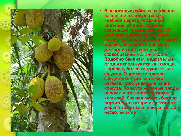  • В некоторых районах, особенно  на океанических островах,  хлебное дерево —