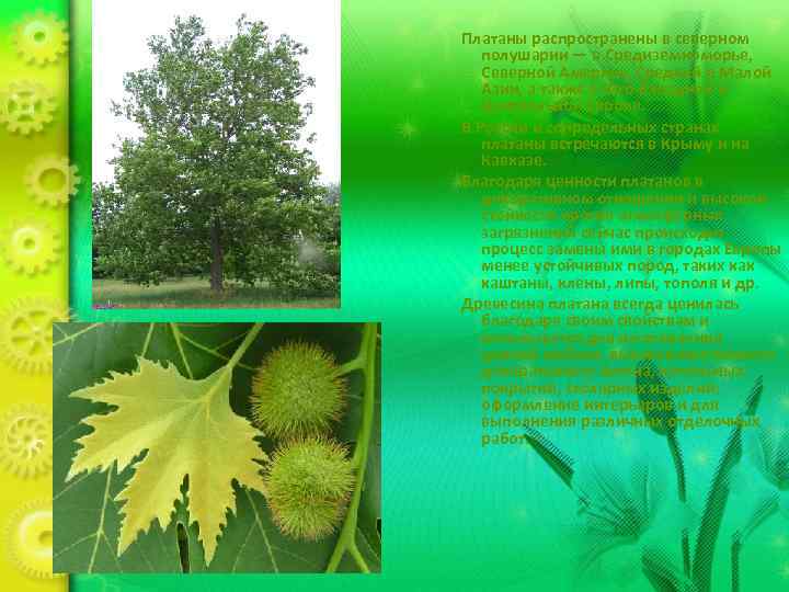 Платаны распространены в северном  полушарии — в Средиземноморье, Северной Америке, Средней и Малой