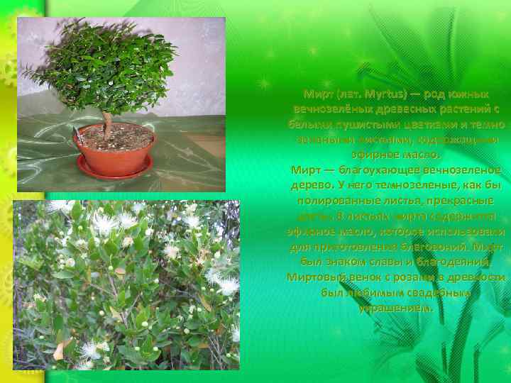   Мирт (лат. Myrtus) — род южных вечнозелёных древесных растений с белыми пушистыми