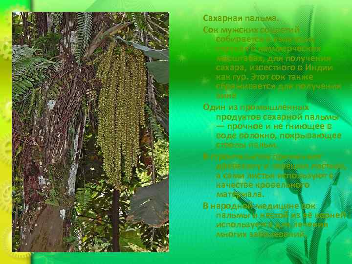 Сахарная пальма. Сок мужских соцветий  собирается в азиатских  странах в коммерческих 