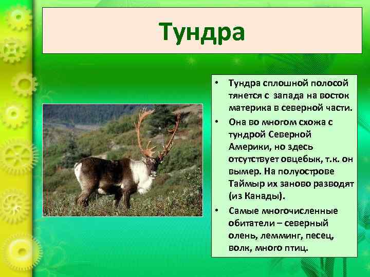 Тундра • Тундра сплошной полосой тянется с запада на восток материка в северной части.