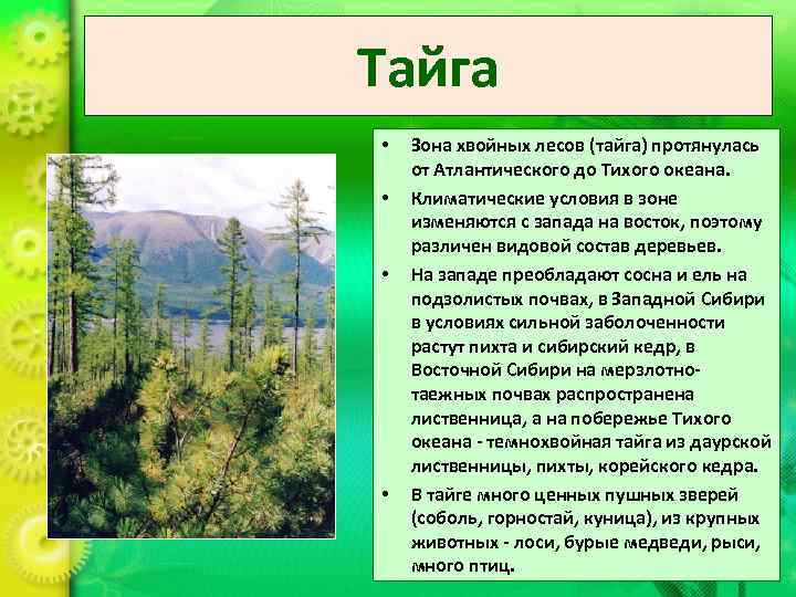 Тайга •  Зона хвойных лесов (тайга) протянулась от Атлантического до Тихого океана. 