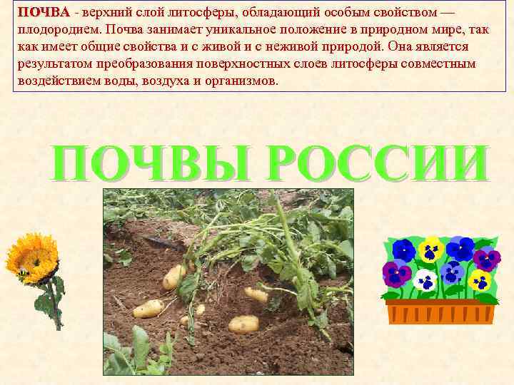 ПОЧВА  верхний слой литосферы, обладающий особым свойством — плодородием. Почва занимает уникальное положение